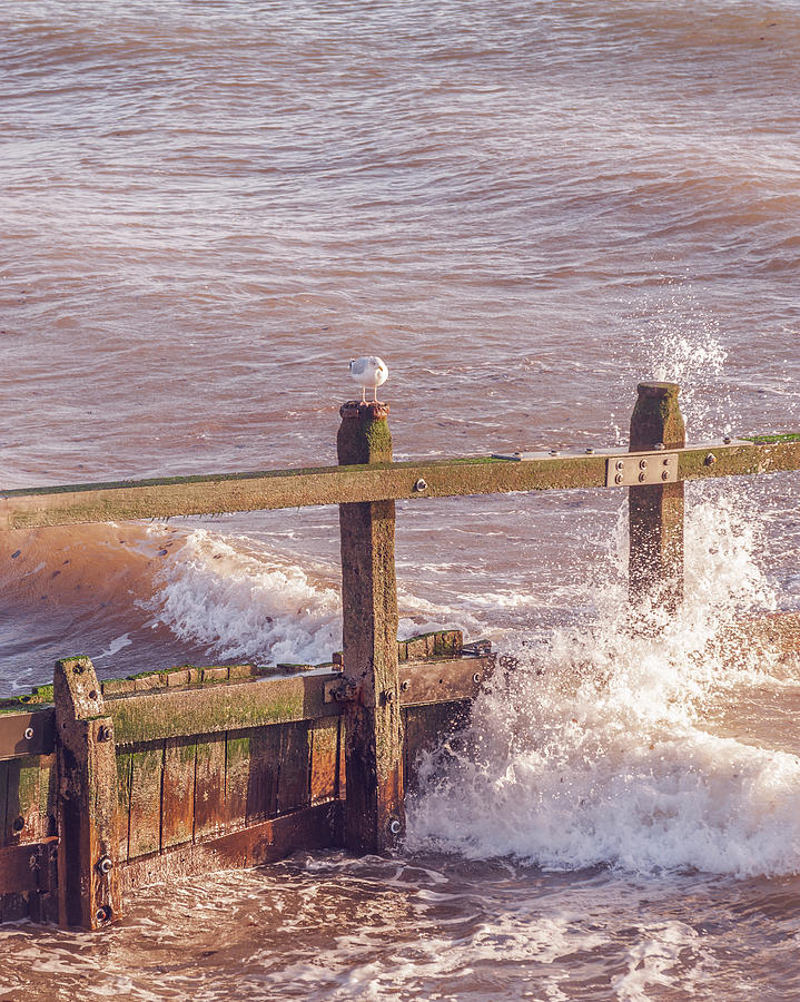 Waves Photograph - Watching the Waves by A J Paul Waves Photograph - Watching the Waves by A J Paul