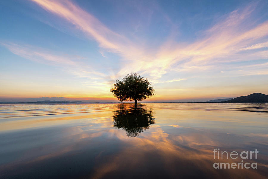 Water And Tree Sunset In Sea Photograph by Suttipong Sutiratanachai