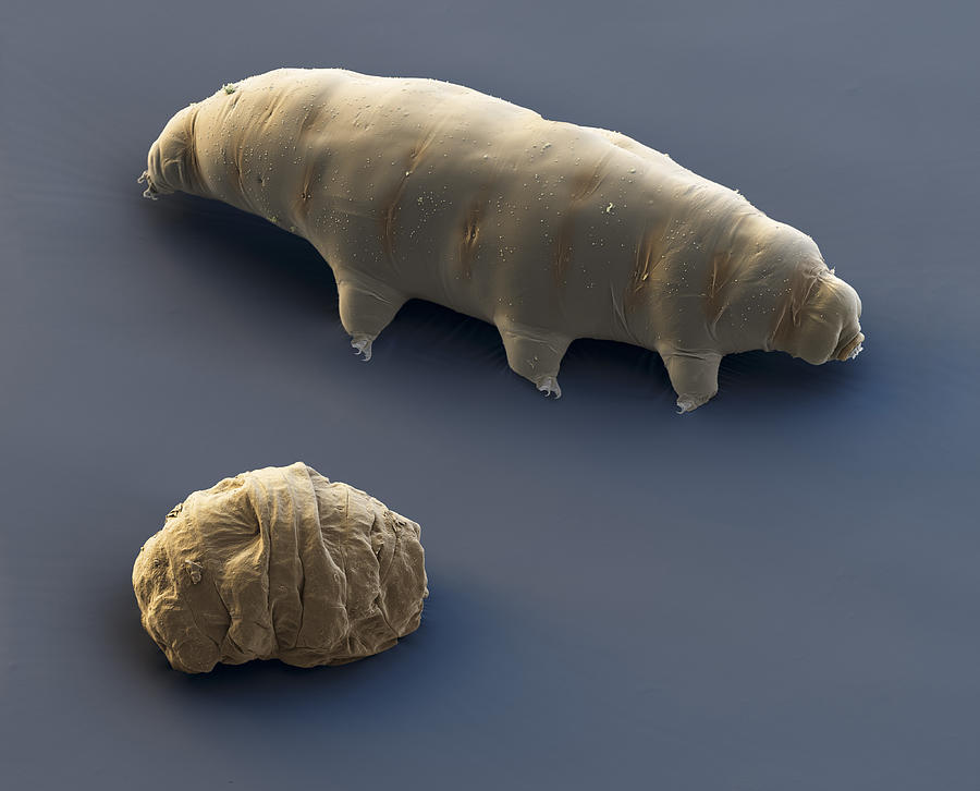 Water Bear And Tun, Sem Photograph by Eye of Science