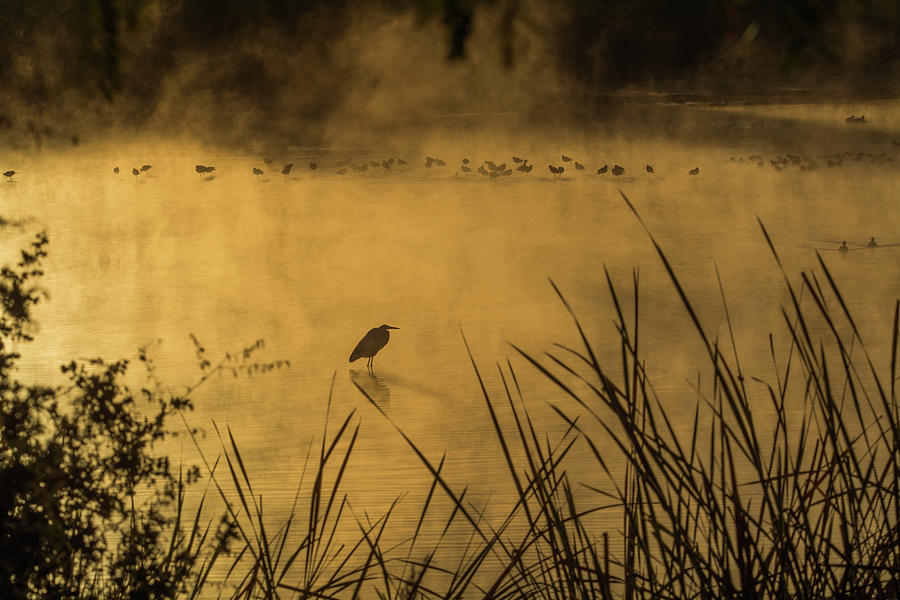 $100 - 16x20 Water Birds in the Mist #100 Photograph by Tam Ryan