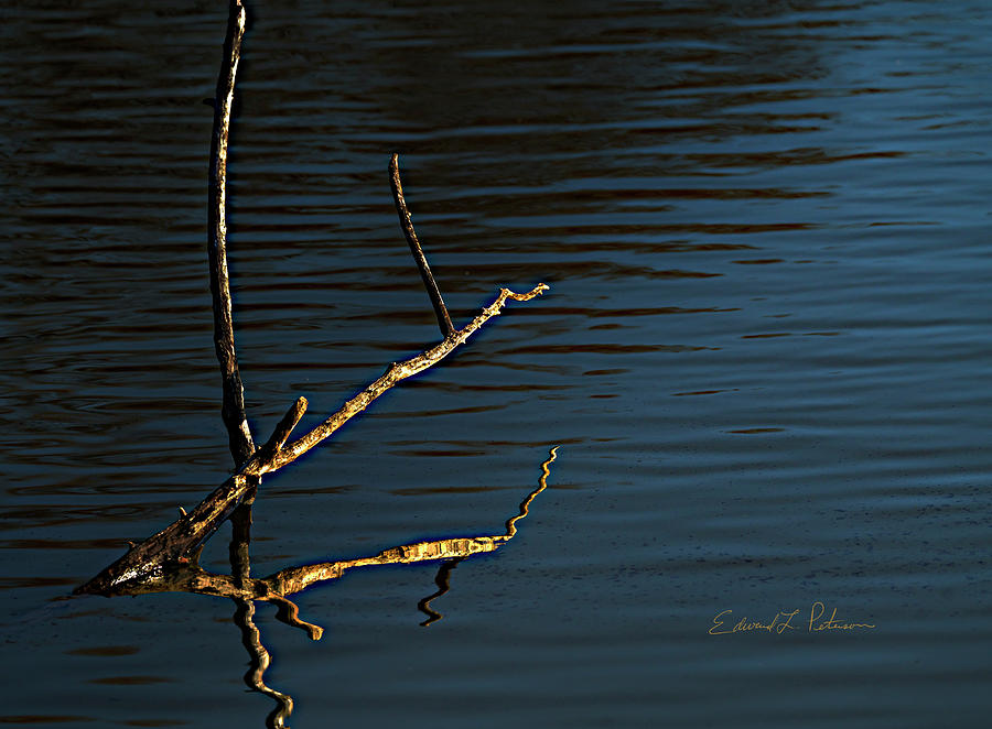 Water Branch Photograph by Ed Peterson