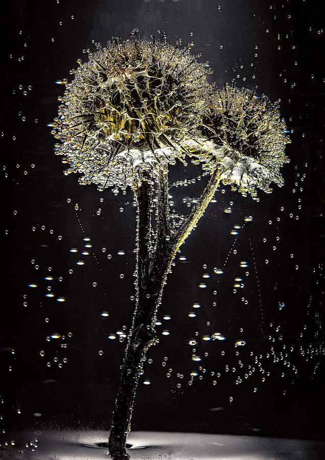 Water bubbly plant by Anders Kustas Water bubbly plant by Anders Kustas