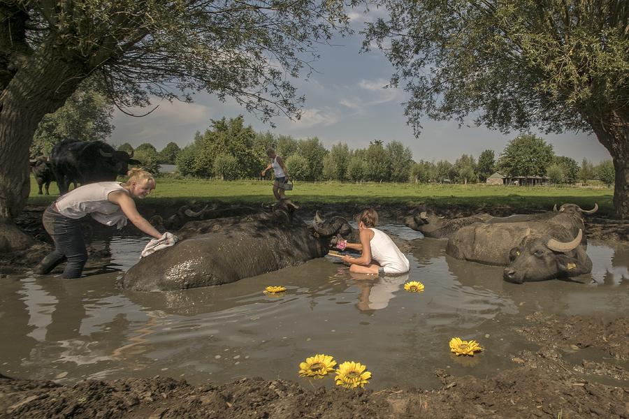 Animal Photograph - Water Buffalo Beauty Centre by Gert Van Den Bosch
