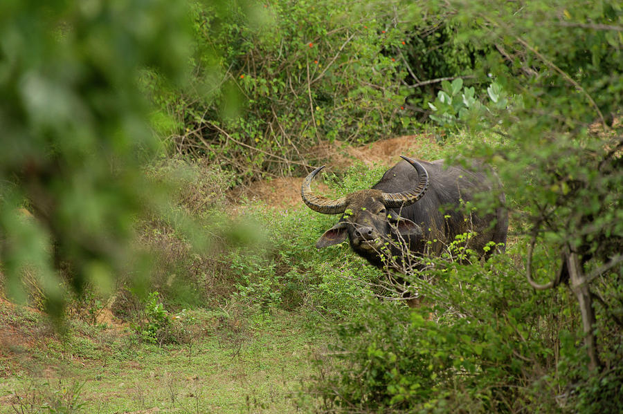 Water Buffalo In Yala National Park, Colombo, Southern Province, Sri Lanka Photograph by Lukas Larsson Jalag