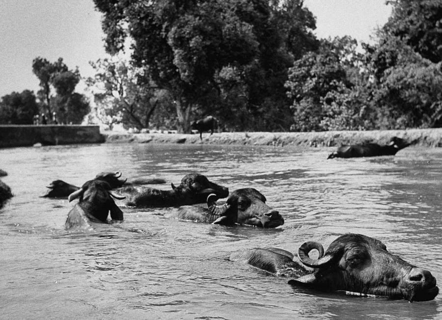 Horizontal Photograph - Water Buffalo by James Burke