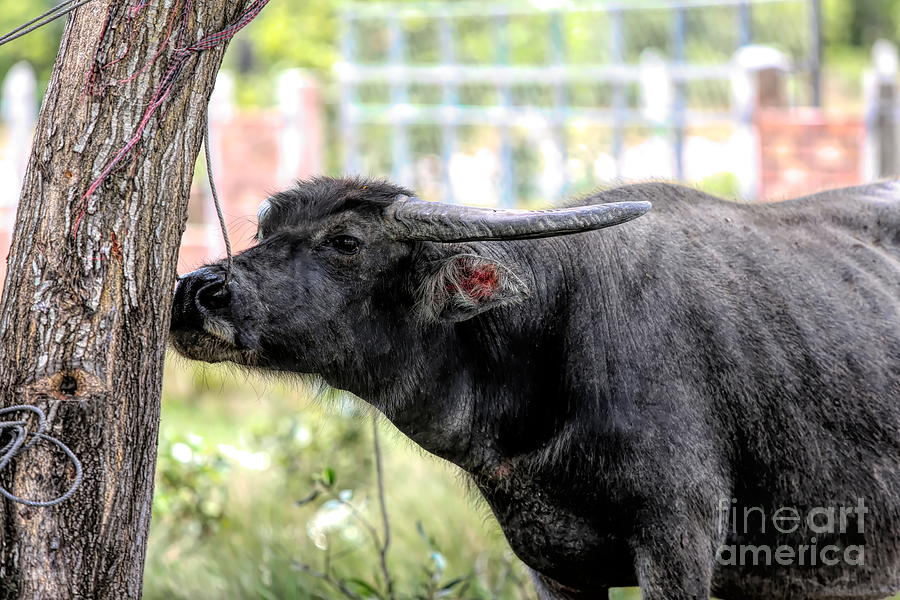 Water Buffalo Tied to Tree Cambodia  Photograph by Chuck Kuhn