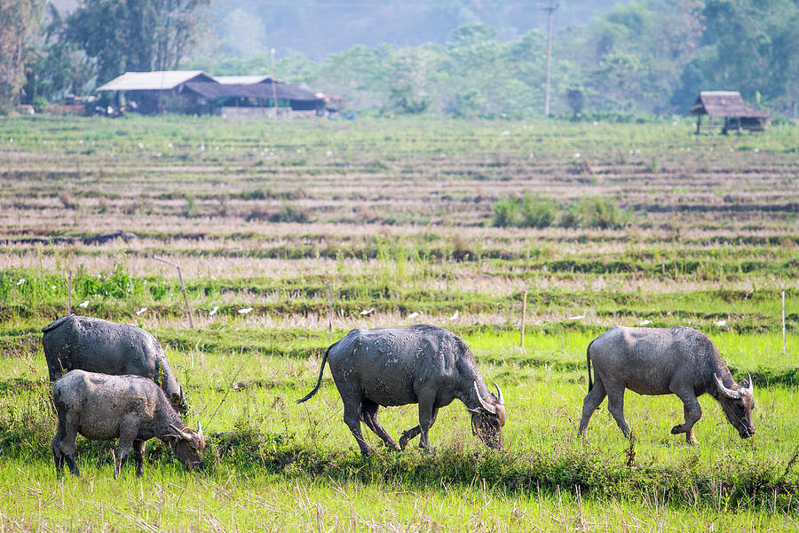 Water Buffalos In Rice Fields Photograph by Jean-claude Soboul