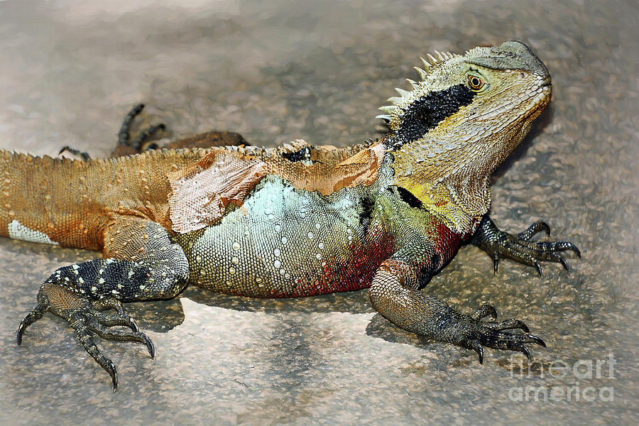 Water Dragon Shedding Skin by Kaye Menner Photograph by Kaye Menner