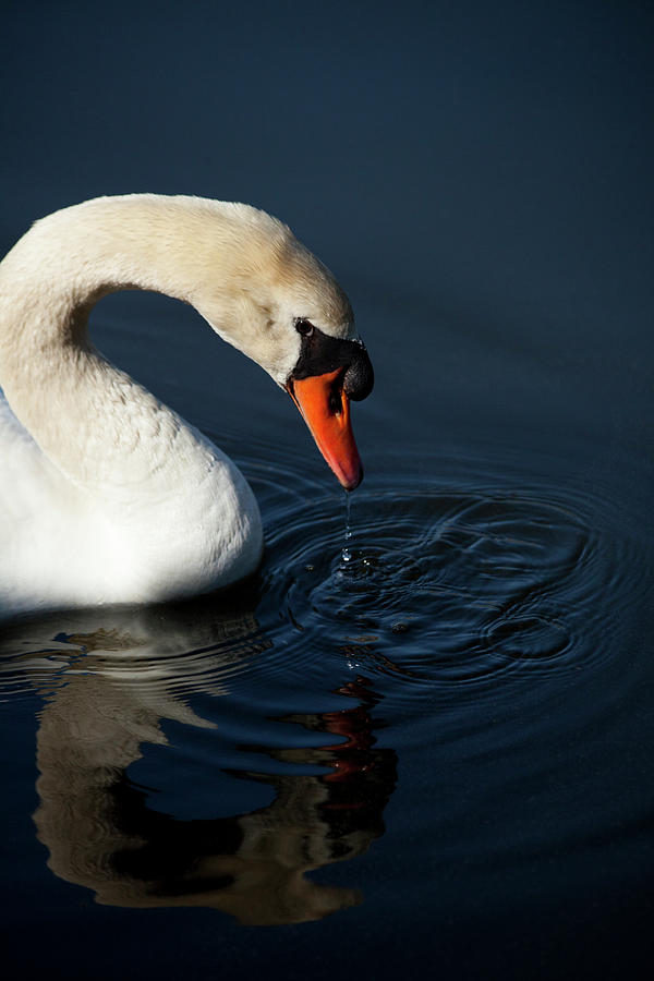 Water Drips From Swan Photograph by Karol Livote