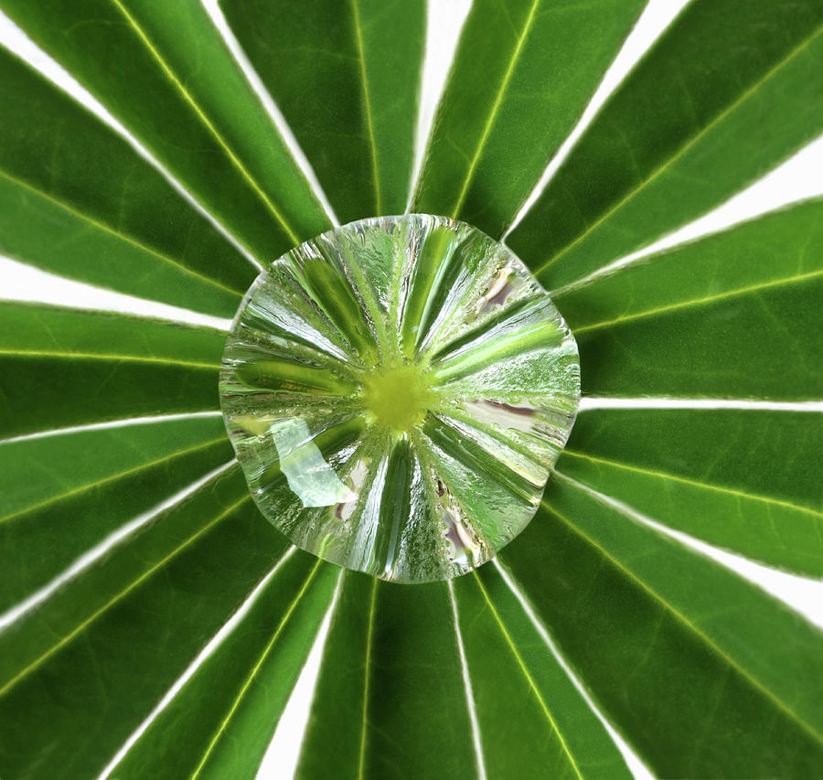 Water Drop At Centre Of Lupin Leaf Photograph by Rosemary Calvert