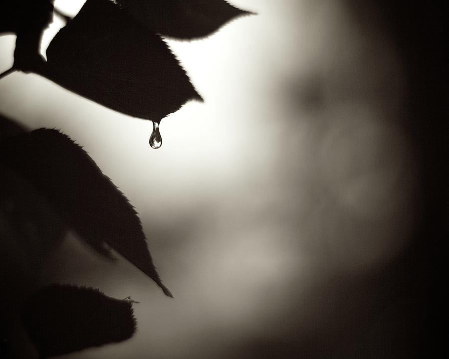 Water Drop Dripping From Leaf Photograph by Kaneko Ryo