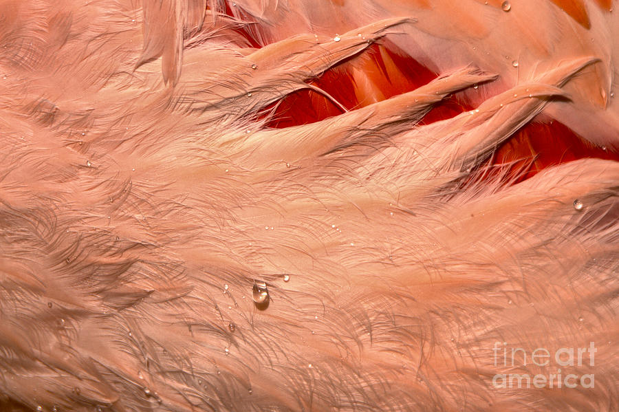 Water Drop On Flamingo Feathers Photograph by Adam Jewell