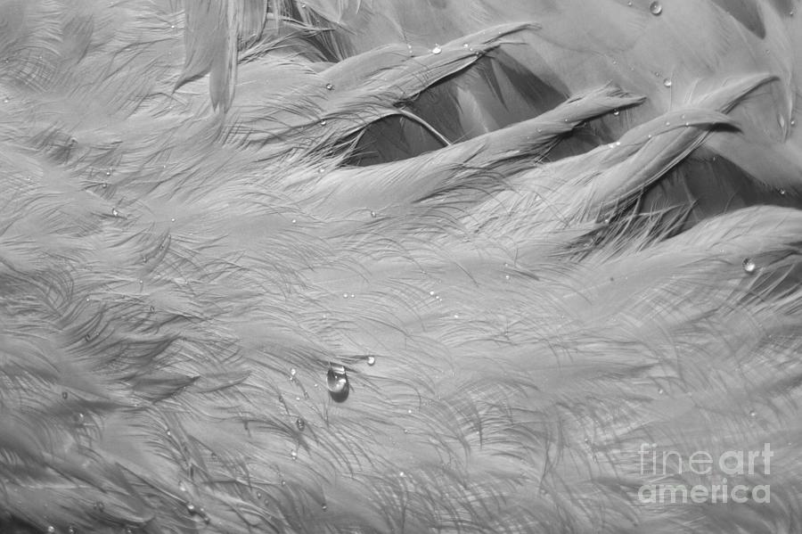 Water Drop On Flamingo Feathers Black And White Photograph by Adam Jewell