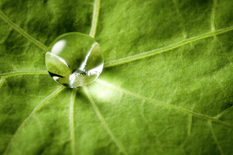 Water Drop On Green Leaf by Thomasvogel