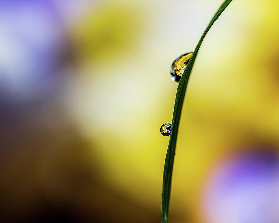 Macro Photography - Water Drops Photograph by Amelia Pearn