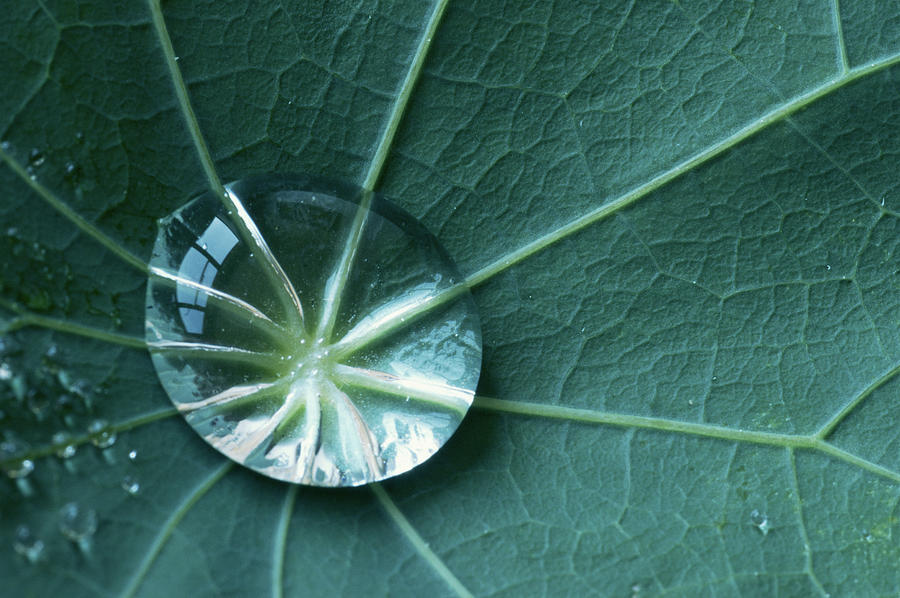 Nature Photograph - Water Droplet On Nasturtium Leaf by Rosemary Calvert