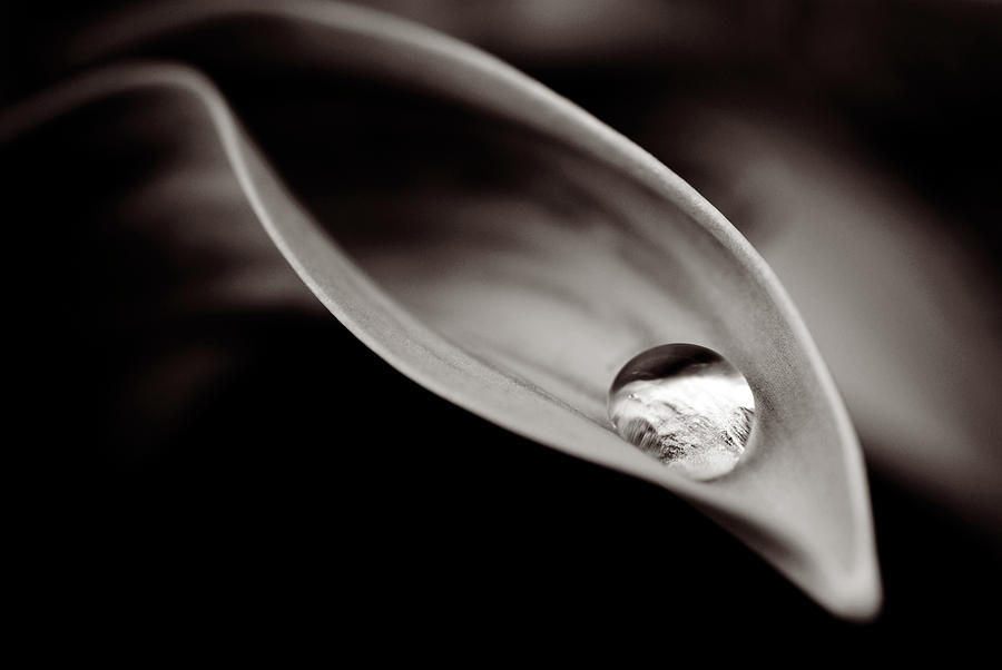 Water Droplet On Tulip Leaf By Dezene Huber