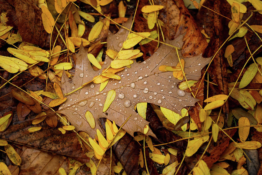 Water Droplets Are Seen On A Leaf Photograph By Paul Hanna - Fine Art 