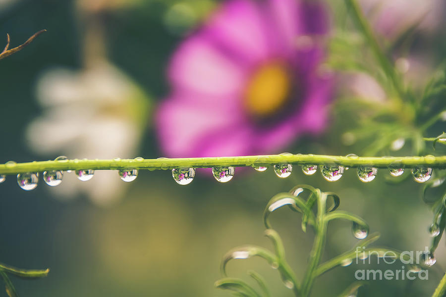 Water Droplets in the Garden Photograph by Cheryl Baxter