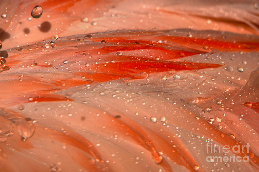 Water Droplets On Flamingo Feathers Photograph by Adam Jewell