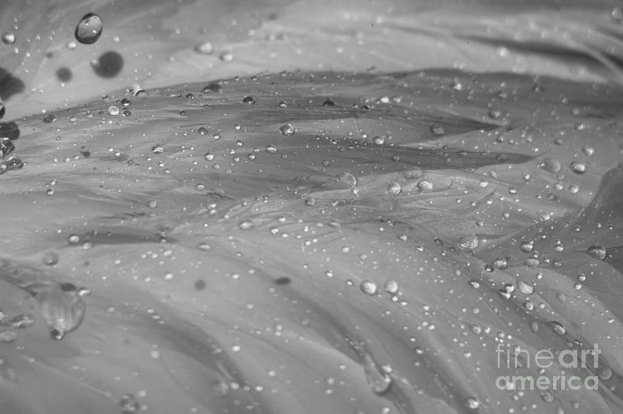 Water Droplets On Flamingo Feathers Black And White Photograph by Adam Jewell