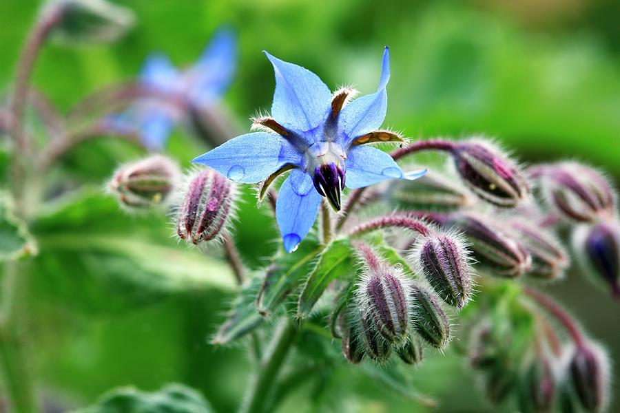 Water Droplets On Flowering Borage Photograph by Gerhard Bumann