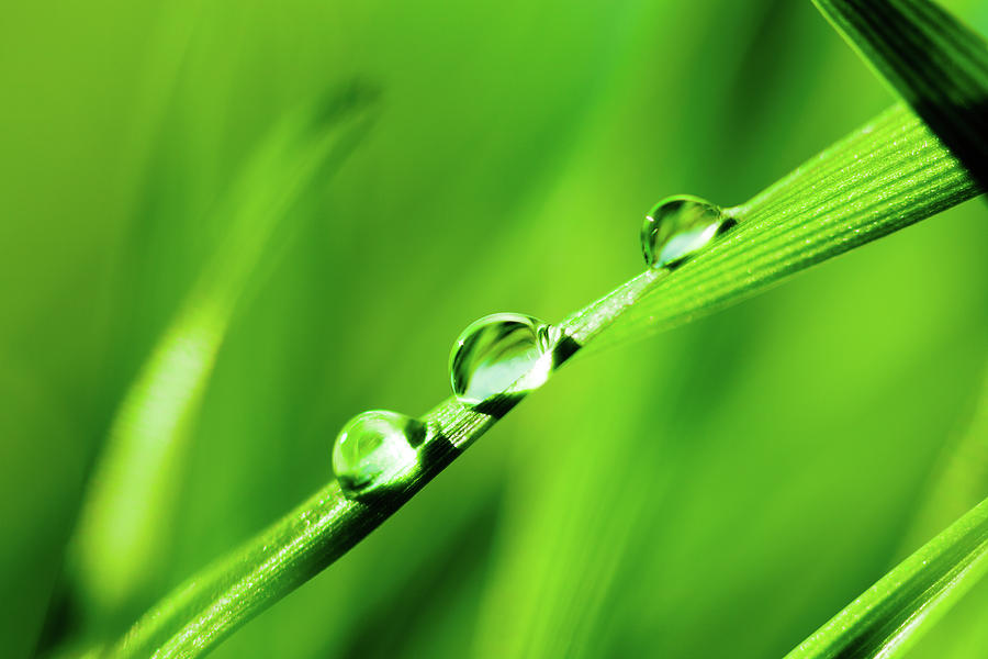 Water Droplets On Grass Photograph by Pawel.gaul