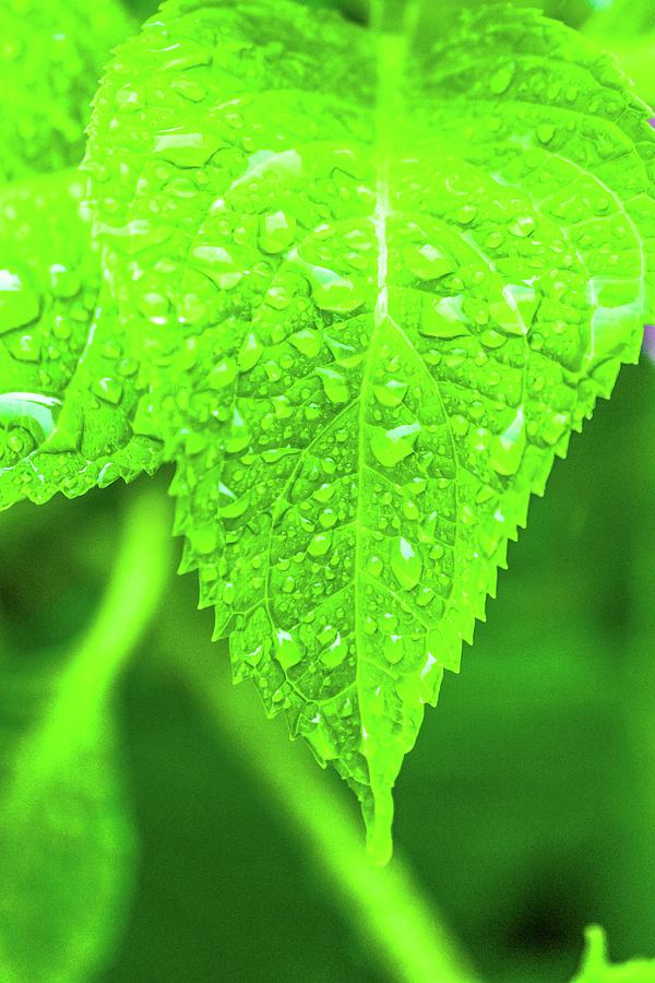 Water Droplets On Green Leaf Photograph by Alena Haurylik