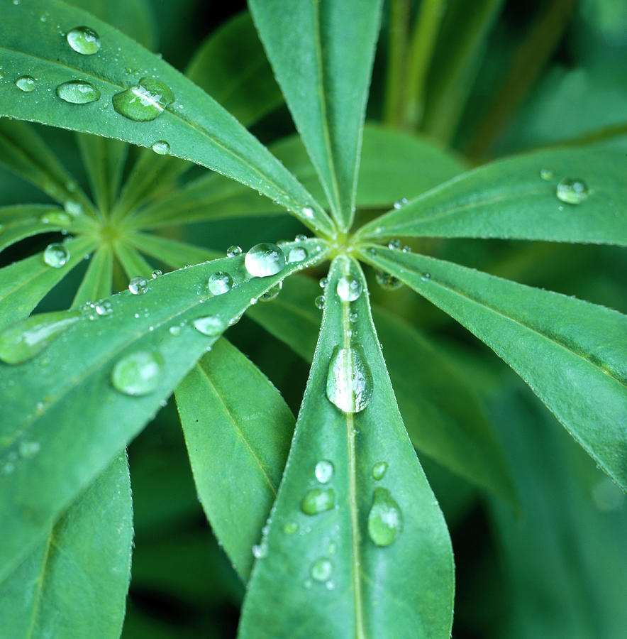 Water Droplets On Leaves Photograph by Henrik Sorensen