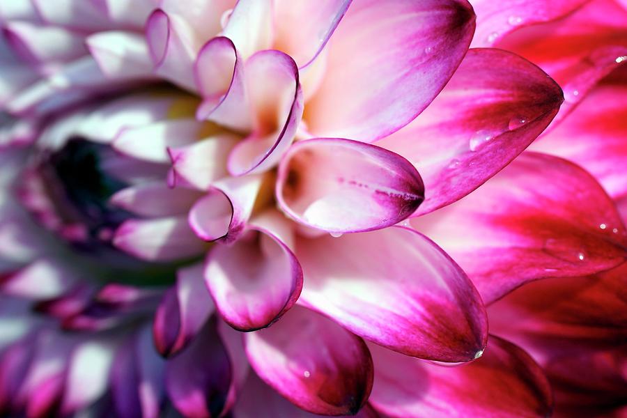 Water Droplets On Petals Of Bicoloured Dahlia Flower Photograph by Angelica Linnhoff