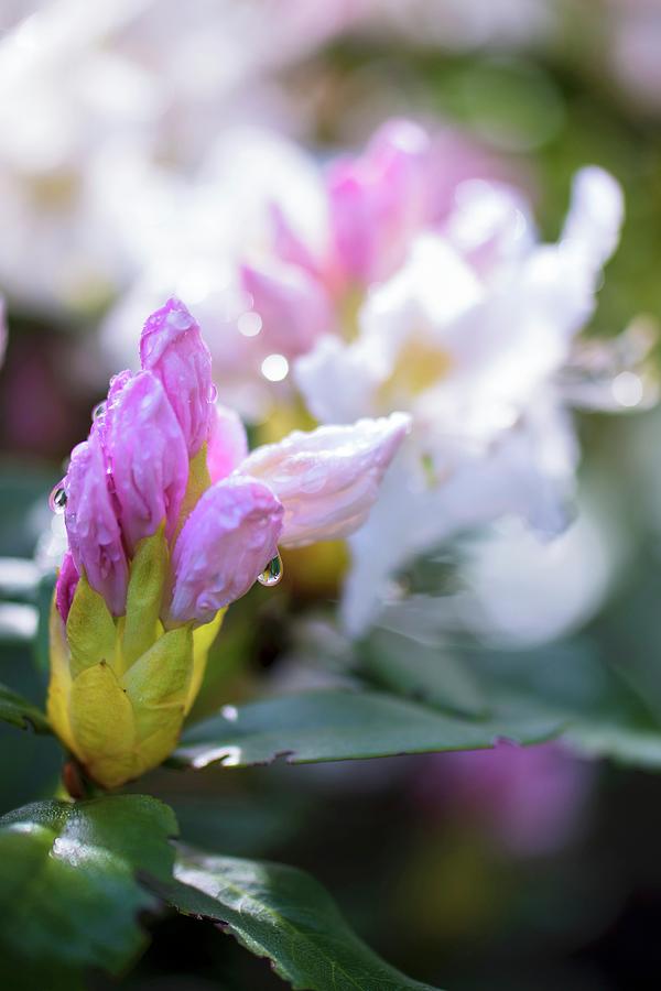 Water Droplets On Rhododendron Bud Photograph by Patsy&christian