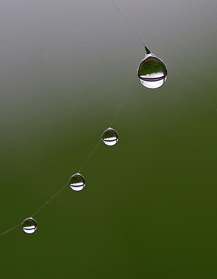Water Droplets On Spiders Web Photograph by Pixelda Picture License