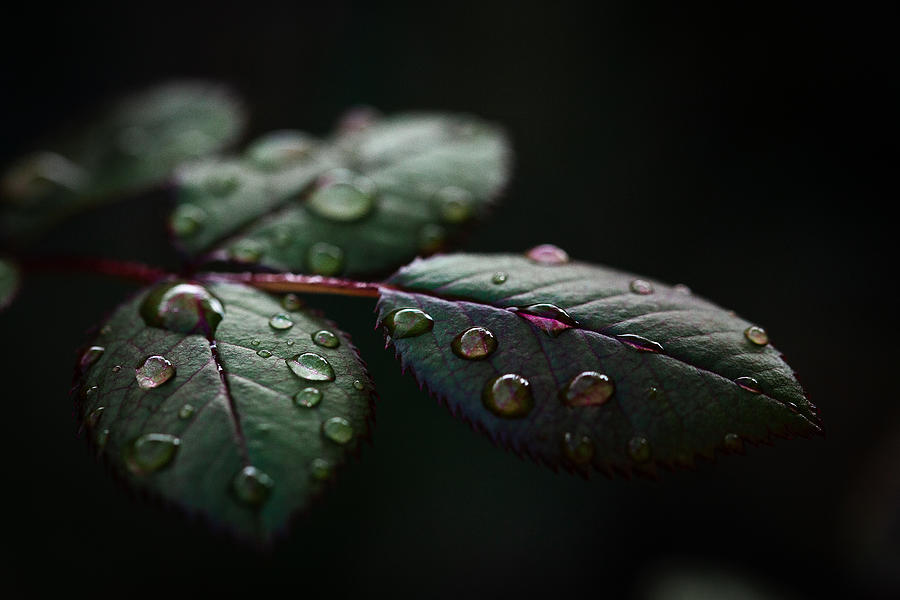 Water Droplets Photograph by Vlad Ioan