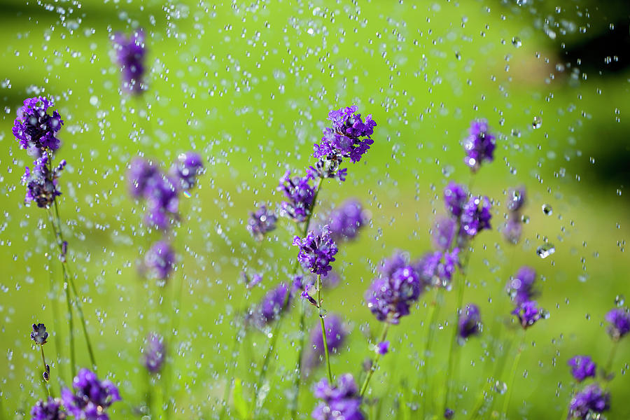 Water Drops Falling On Lavender Flowers Photograph by Sean Russell