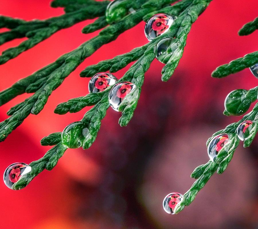 Water Drops Photograph by Hosseinartpics