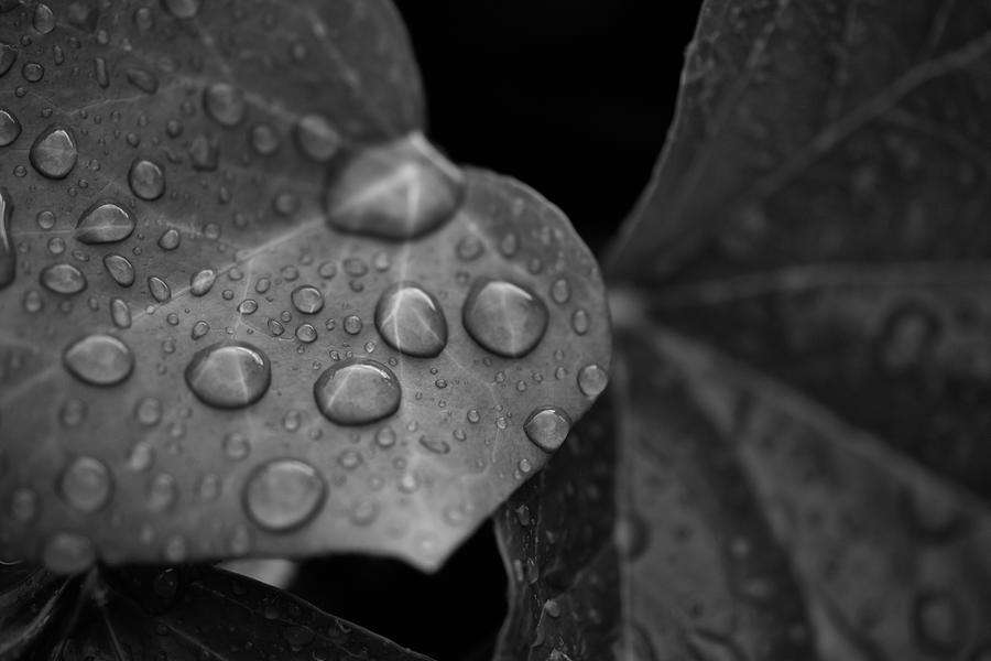 Water Drops Photograph by Kaneko Ryo