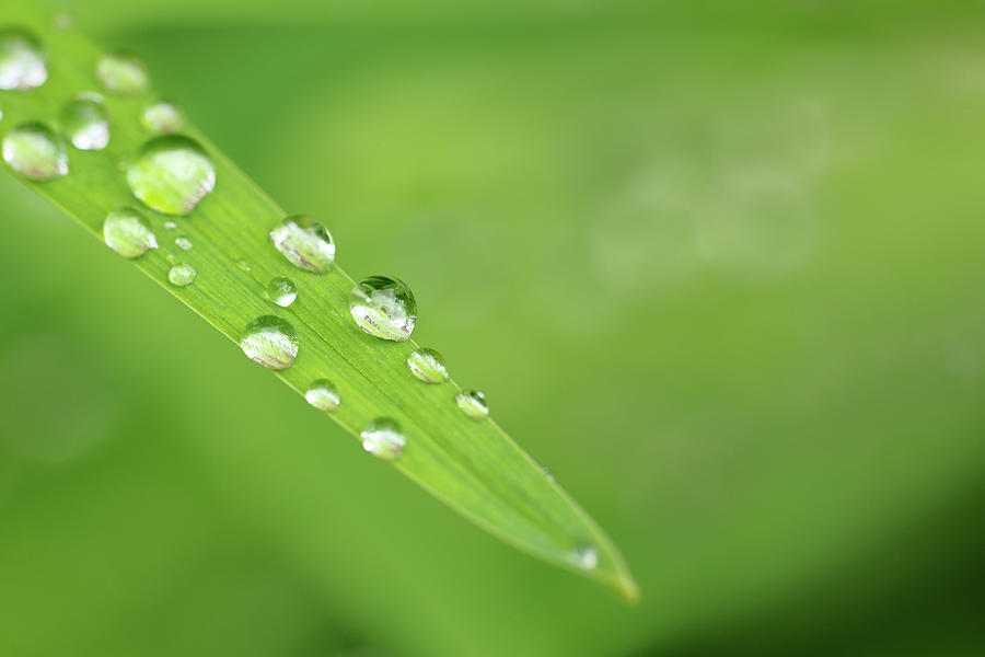 Water Drops On A Blade Of Grass Photograph by Cornelia Doerr