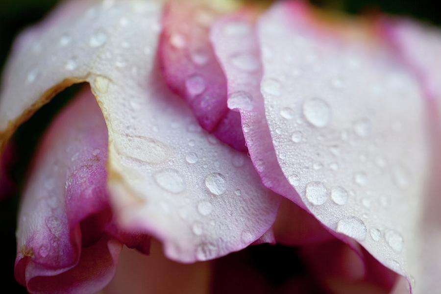 Water Drops On A Rose Photograph by Barbara Bonisolli