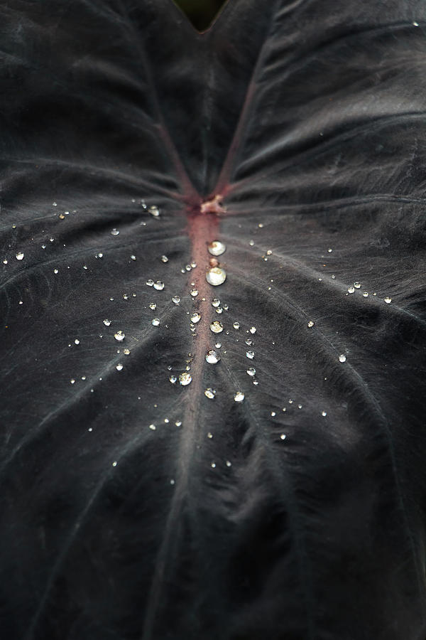 Water Drops on Black Leaf Photograph by Rick Deacon