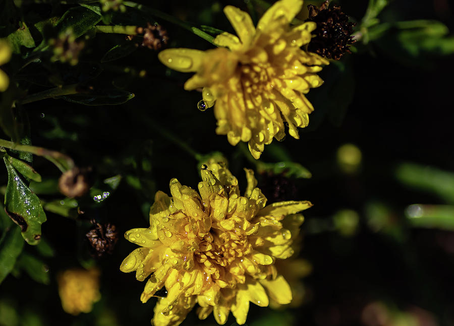 Water Drops on Chrysanthemums Digital Art by Ed Stines