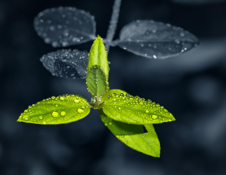 Water Drops On Green Leaves Photograph by Xiao Cai
