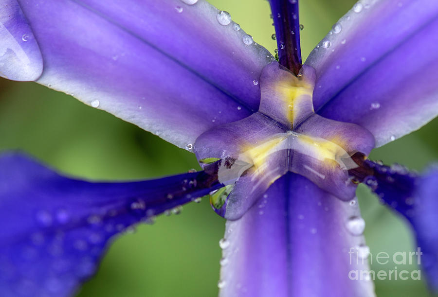 Water drops on iris by Odon Czintos Water drops on iris by Odon Czintos