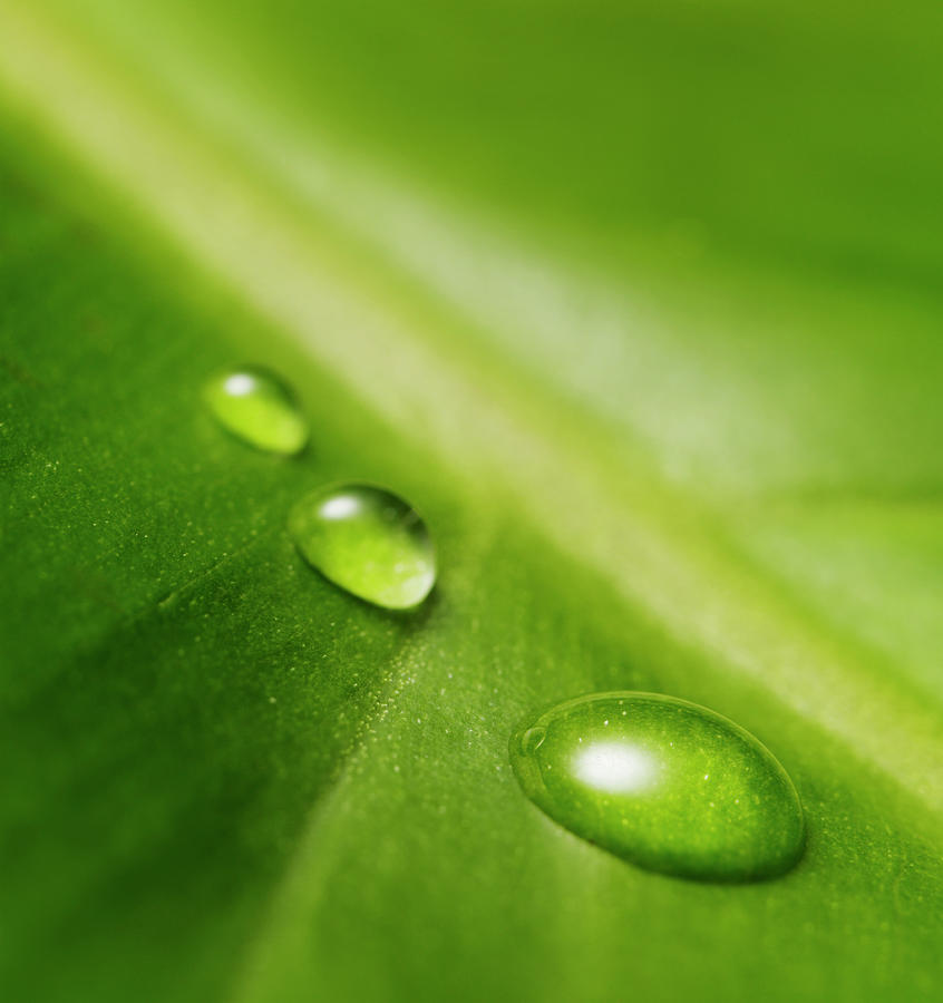 Water Drops On Leaf Photograph by Biwa Studio
