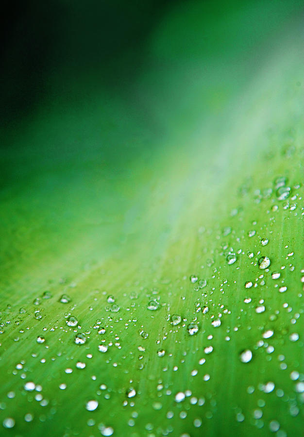 Water Drops On Leaf Photograph by Scott Kleinman