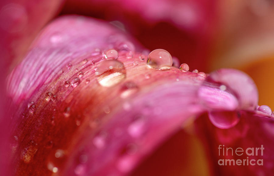 Water drops on tulip by Odon Czintos Water drops on tulip by Odon Czintos