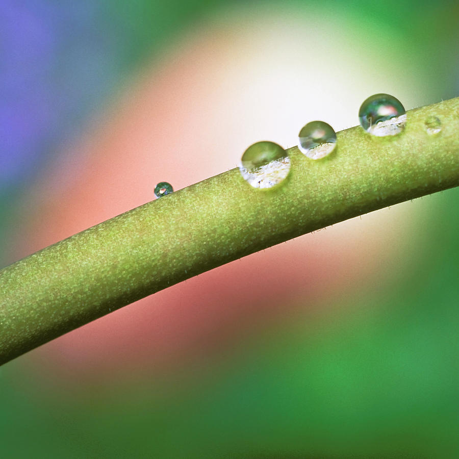 Water Drops On Tulip Stem Photograph by Ernst Kucklich Water Drops On Tulip Stem Photograph by Ernst Kucklich