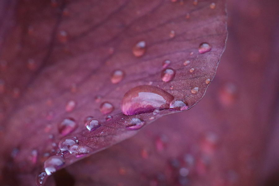 Water Drops on Wine Red Iris Petal by TJ Fox Water Drops on Wine Red Iris Petal by TJ Fox