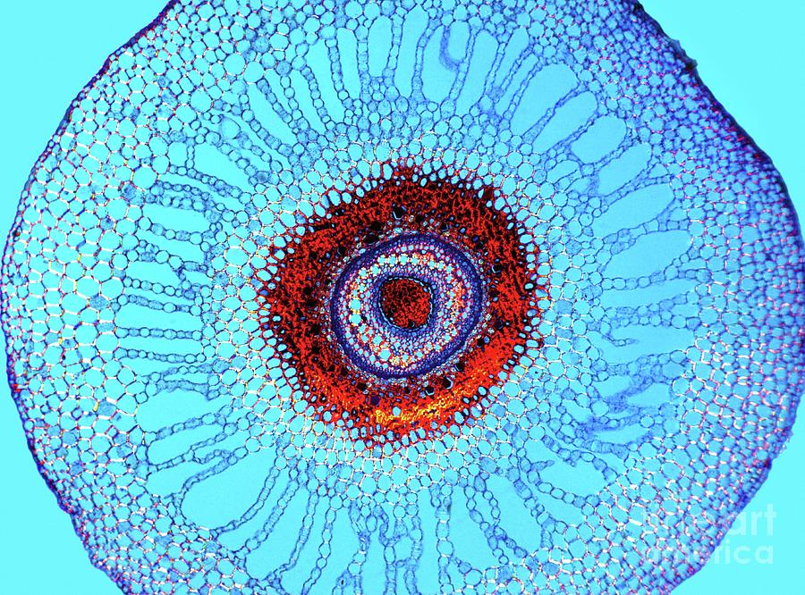 Water Fern Rhizome Photograph by Dr Keith Wheeler/science Photo Library