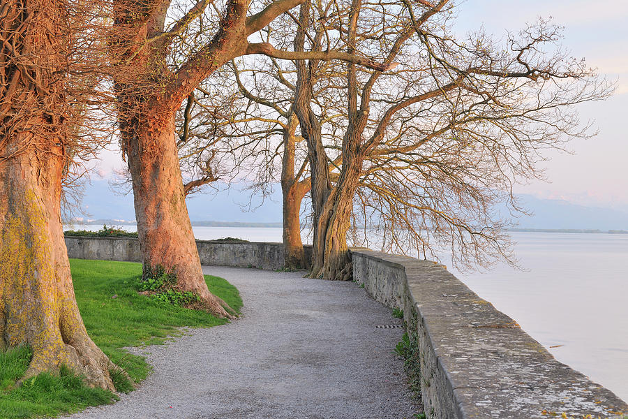 Water Front With Old Trees Photograph by Raimund Linke