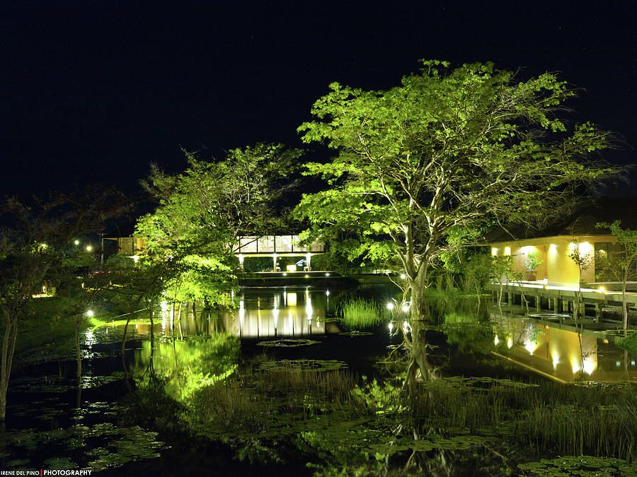 Water Garden At Night Photograph by Irene Del Pino